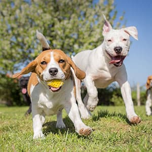 Group Walks