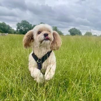 Testimonial by Lisa Melrose